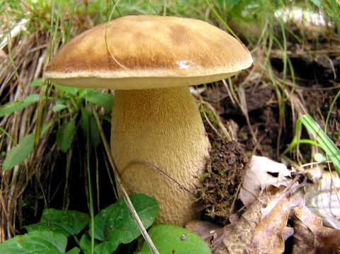 hríb dubový Boletus reticulatus Schaeff.