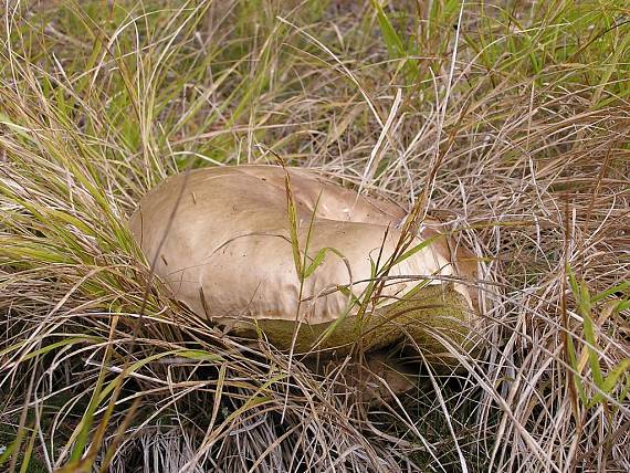 hríb dubový Boletus reticulatus Schaeff.