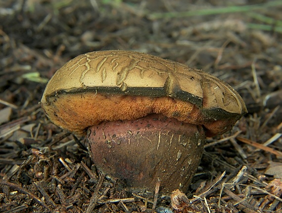 hríb Boletus sp.