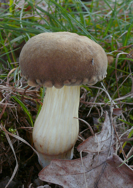 suchohríb plstnatý Boletus subtomentosus L.