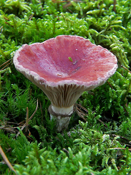 sliziak ružový Gomphidius roseus (Fr.) Oudem.