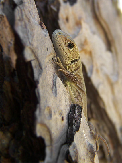 jašterica zelená Lacerta viridis