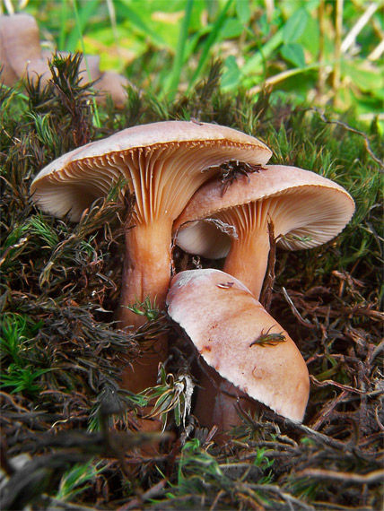 rýdzik Lactarius