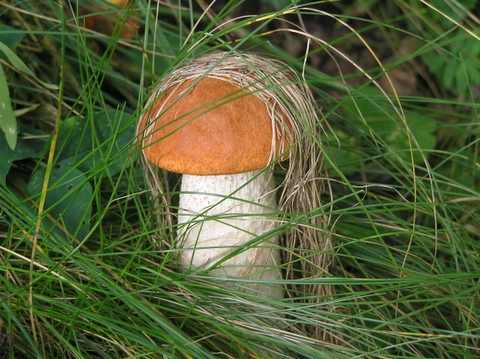 kozák osikový Leccinum albostipitatum den Bakker & Noordel.