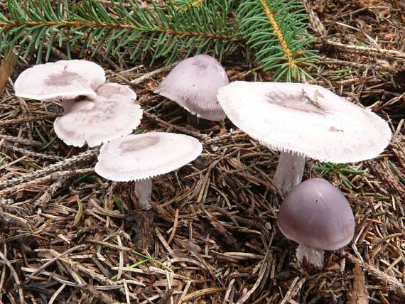 helmovka ředkvičková - Prilbička reďkovková Mycena pura (Pers.) P. Kumm.