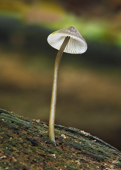 prilbička Mycena sp.