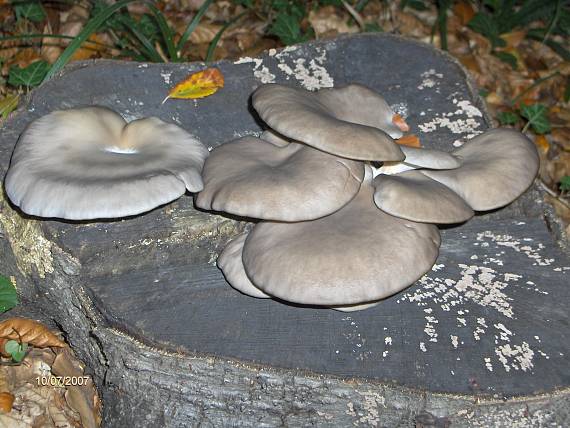 hliva ustricovitá Pleurotus ostreatus (Jacq.) P. Kumm.