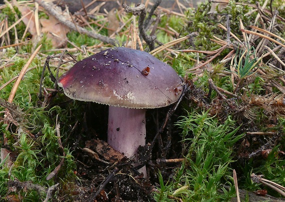 plávka zlomocná Russula sardonia Fr.