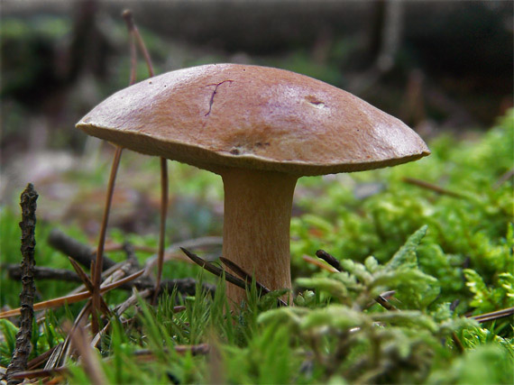 masliak kravský Suillus bovinus (Pers.) Roussel