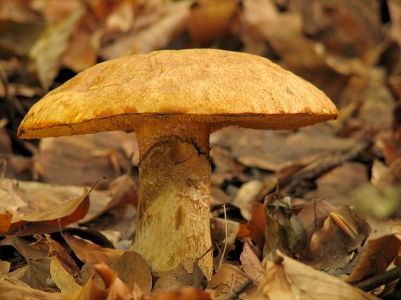 masliak tridentský Suillus tridentinus (Bres.) Singer