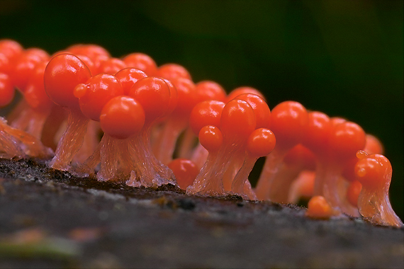 vlasnačka Trichia decipiens var. decipiens (Pers.) T. Macbr.