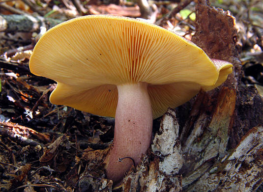 čírovec červenožltý Tricholomopsis rutilans (Schaeff.) Singer