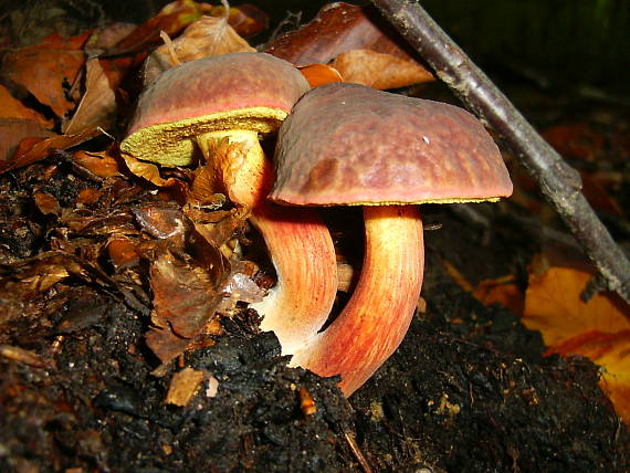 suchohríb zamatový Xerocomellus pruinatus (Fr.) Šutara