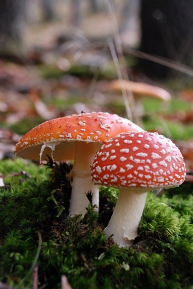 muchotrávka červená Amanita muscaria (L.) Lam.