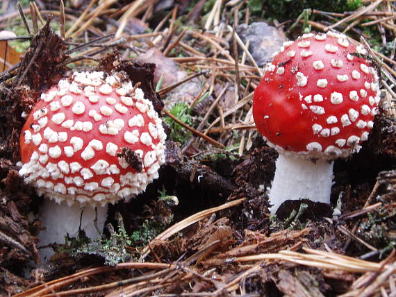 muchotrávka červená Amanita muscaria (L.) Lam.