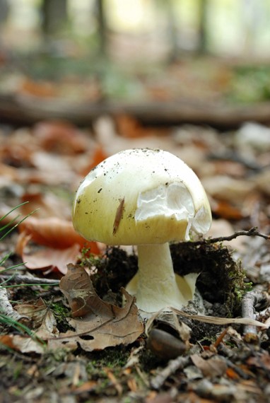 muchotrávka zelená Amanita phalloides (Vaill. ex Fr.) Link