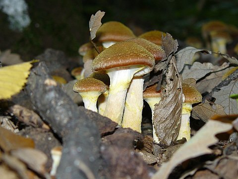 podpňovka obyčajná Armillaria mellea (Vahl) P. Kumm.