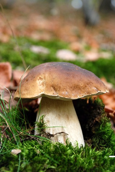 hríb smrekový Boletus edulis Bull.