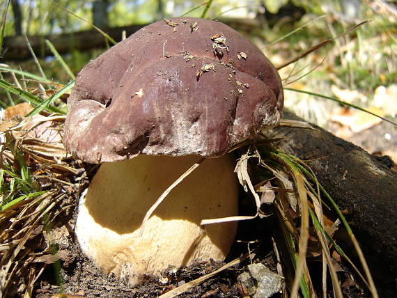 hríb sosnový Boletus pinophilus Pil. et Dermek in Pil.