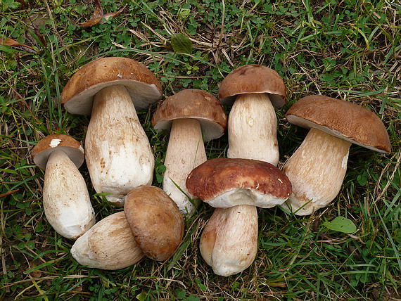 hríb dubový a borový Boletus reticulatus a phinophilus