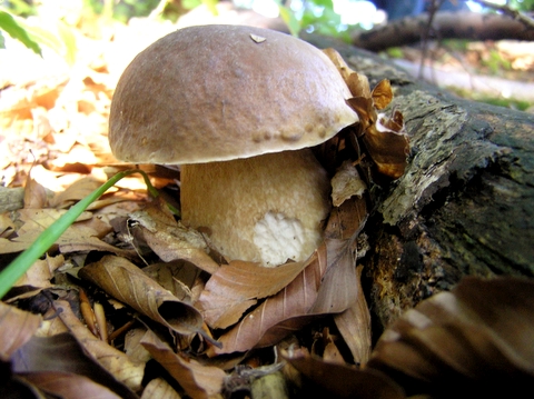 hríb dubový Boletus reticulatus Schaeff.