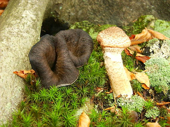 lievik trúbkovitý, Podpňovka tmavošupinatá Craterellus cornucopioides,Armillaria ostoyae