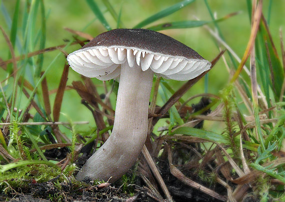 lúčnica liadková Hygrocybe nitrata (Pers.) Wünsche