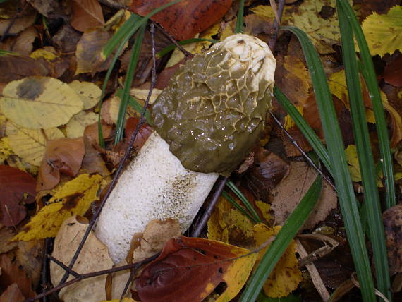 hadovka smrdutá , Hadovka smradľavá Phallus impudicus L.