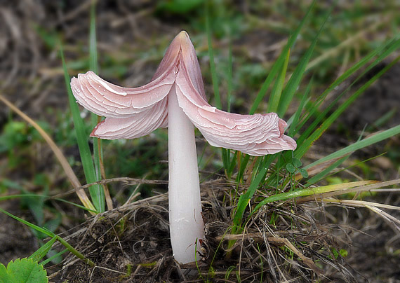 lúčnica ružovočervená Porpolomopsis calyptriformis (Berk.) Bresinsky