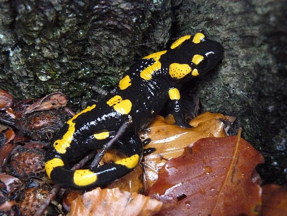 salamandra škvrnitá Salamandra salamandra