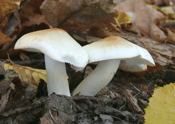 čírovka smradlavá Tricholoma lascivum (Fr.) Gillet