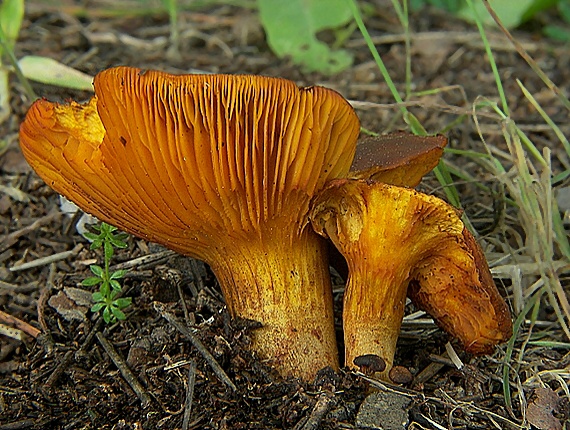 kališník hnedooranžový Omphalotus olearius (DC.) Singer