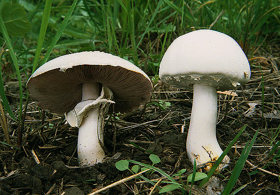 pečiarka páchnuca Agaricus xanthodermus Genev.