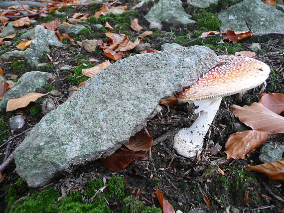 muchotrávka červená Amanita muscaria (L.) Lam.