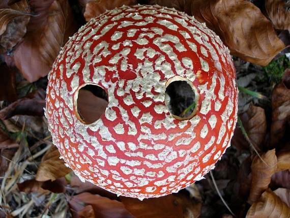 muchotrávka červená Amanita muscaria (L.) Lam.