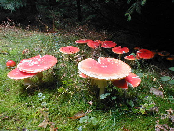 muchotrávka červená Amanita muscaria (L.) Lam.