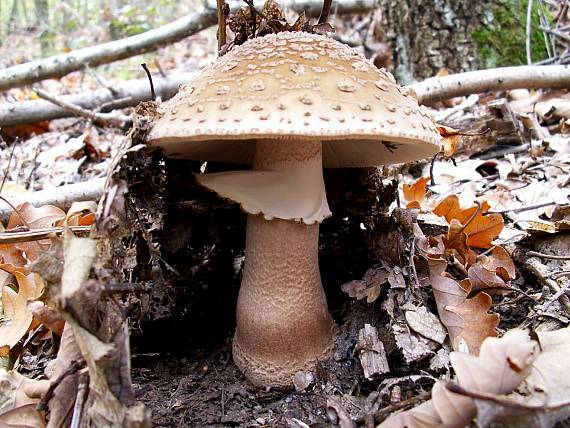 muchotrávka červenkastá Amanita rubescens Pers.