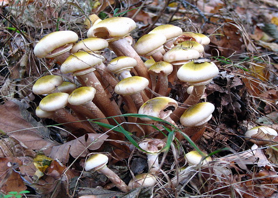 podpňovka olivovohnedá Armillaria mellea (Vahl) P. Kumm.