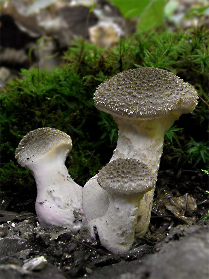 podpňovka Armillaria sp.