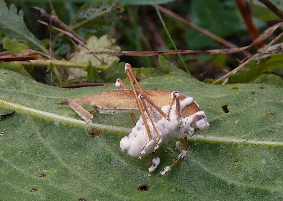 bovéria Bassova Beauveria bassiana (Bals.-Criv.) Vuill.