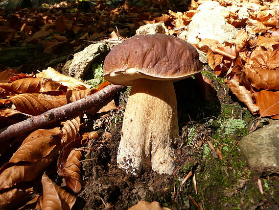 hríb smrekový Boletus edulis Bull.