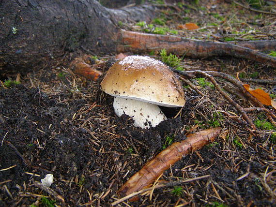 hríb smrekový Boletus edulis Bull.