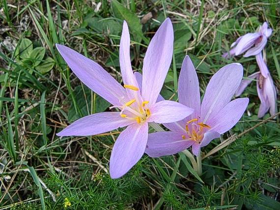 jesienka obyčajná Colchicum autumnale