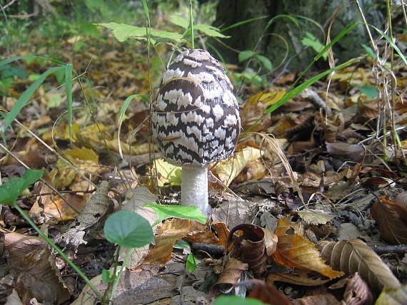 hnojník strakatý Coprinopsis picacea (Bull.) Redhead, Vilgalys & Moncalvo