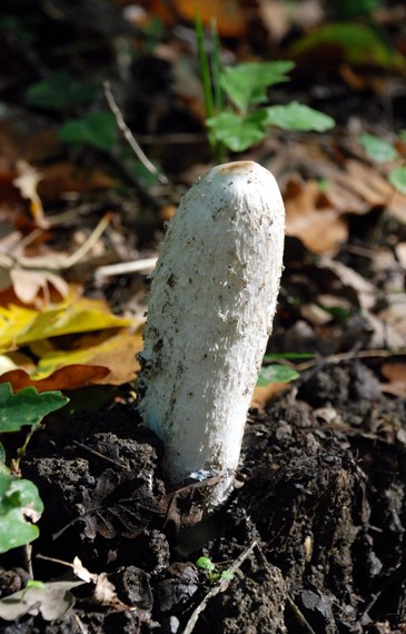 hnojník obyčajný Coprinus comatus (O.F. Müll.) Pers.