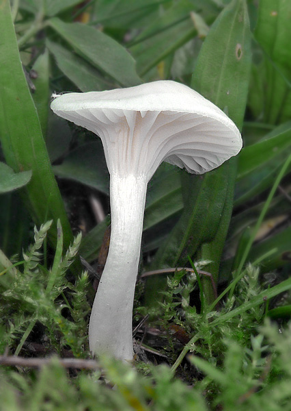 lúčnica snehobiela Cuphophyllus virgineus (Wulfen) Kovalenko