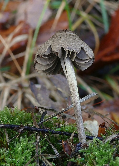 hodvábnica Entoloma sp.