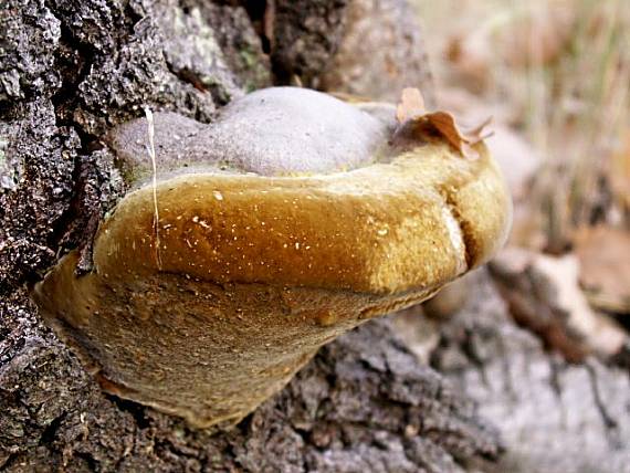 ohňovec mohutný Fomitiporia robusta (P. Karst.) Fiasson & Niemelä