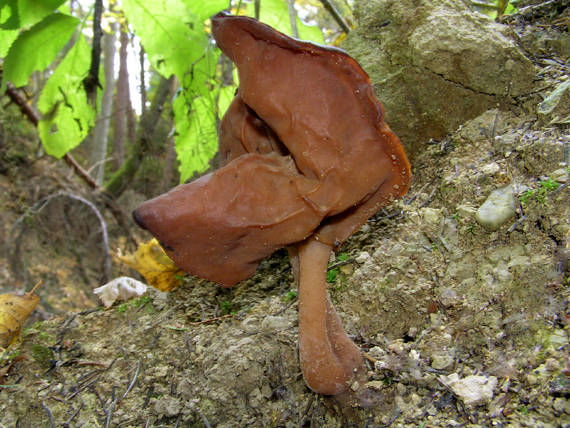 ušiak mitrovitý Gyromitra infula (Schaeff.) Quél.