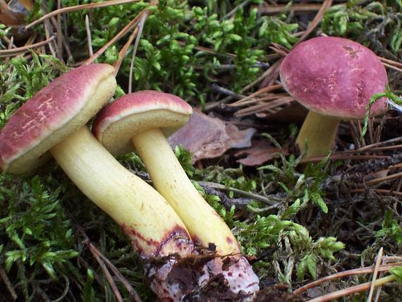 suchohríb karmínový Hortiboletus rubellus (Krombh.) Simonini, Vizzini & Gelardi